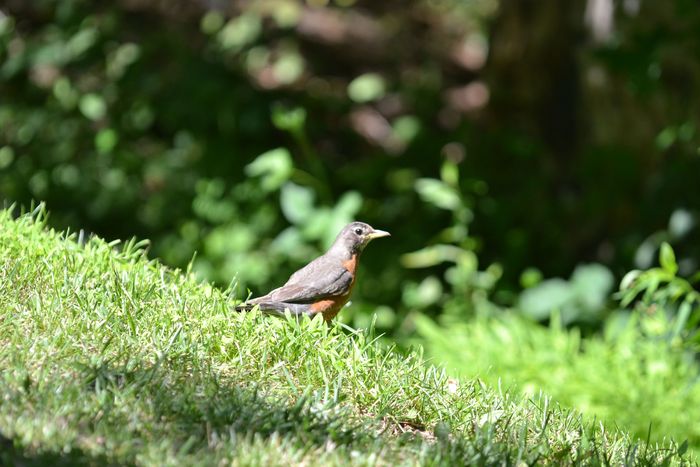 robin