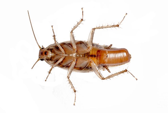 bug