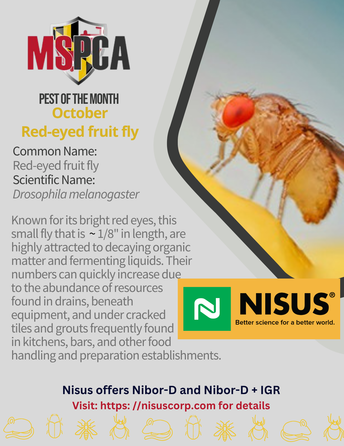 Red Eyed Fruit Fly