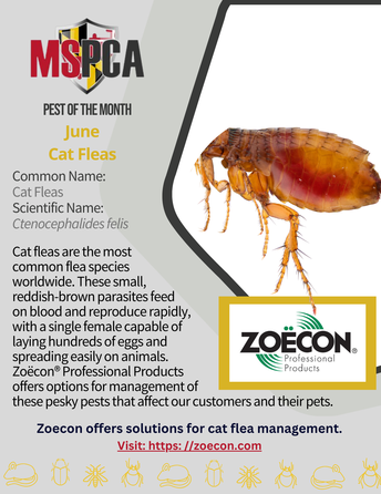 Pest of the Month - June 2026 - Cat Fleas