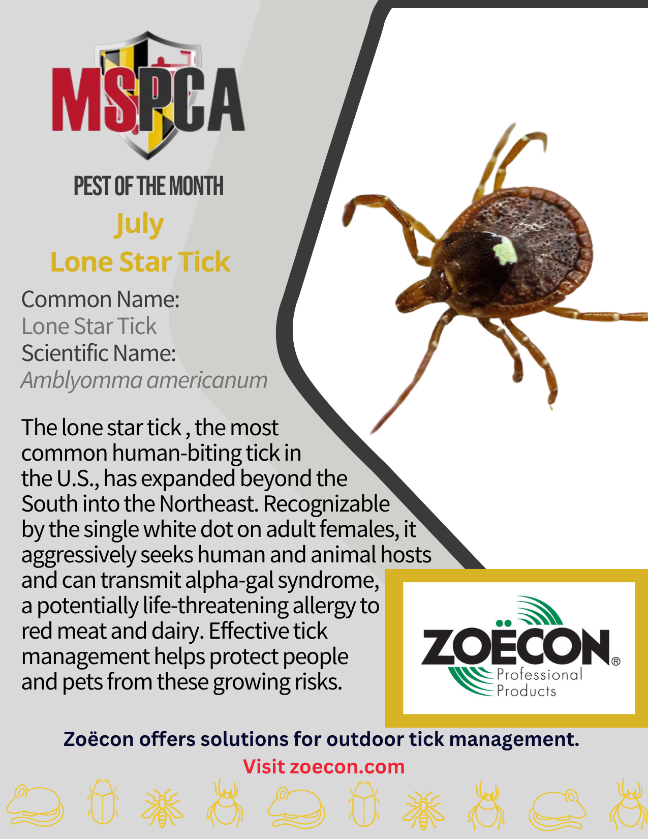 POTM July 2026 - Lone Star Tick