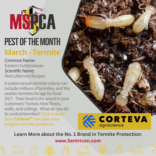 Termites - Corteva™ 